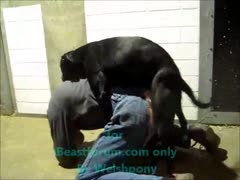 After work, a diligent man unwinds by inviting a dog to fuck his asshole.
